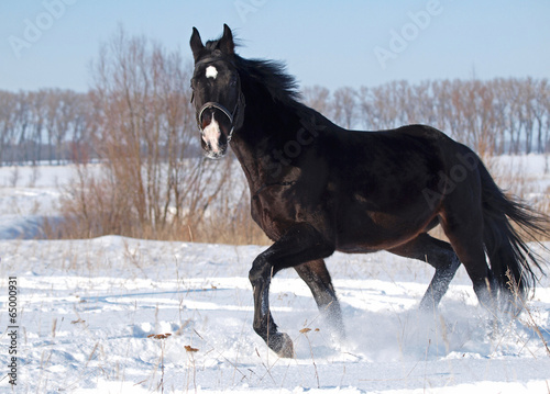 A beautiful darkly-bay stallion trots on deep snow