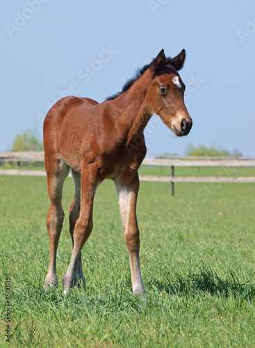 Little bay foal on a pasture