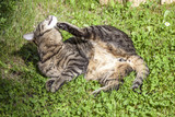 Cute cat enjoys his life outdoors