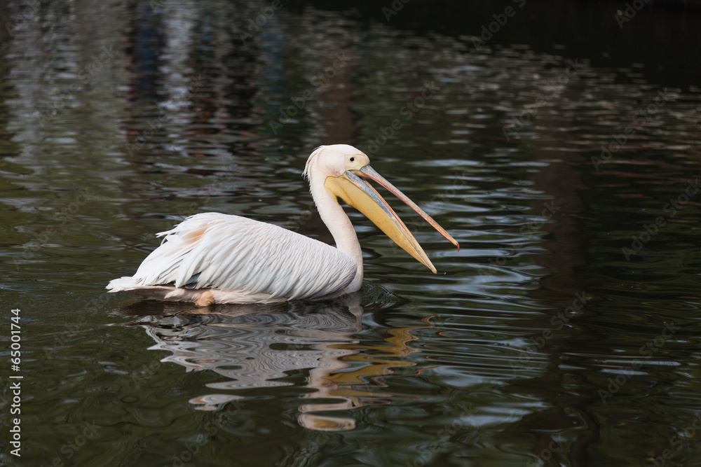 Spot-billed Pelican