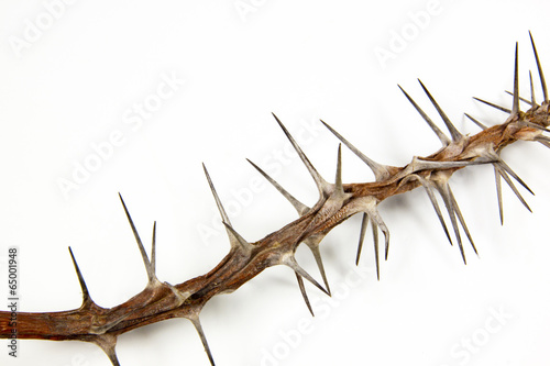 Section of Dried Branch Covered in Sharp Thorns