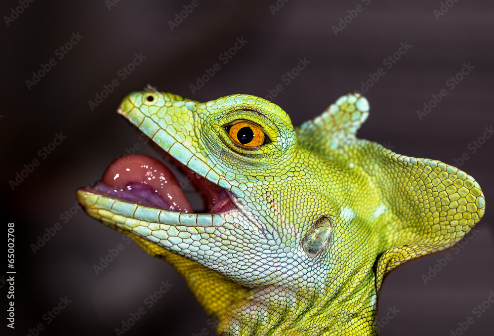 Fototapeta premium Head chameleon selective focus on eye