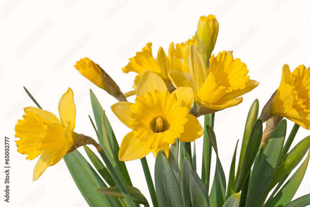 Narzissen - Narcissus Narzissen - Narcissus
