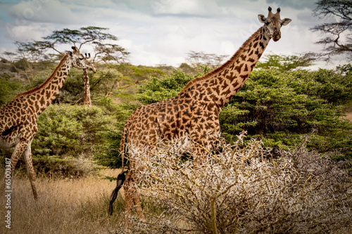 Giraffes moving through savanna