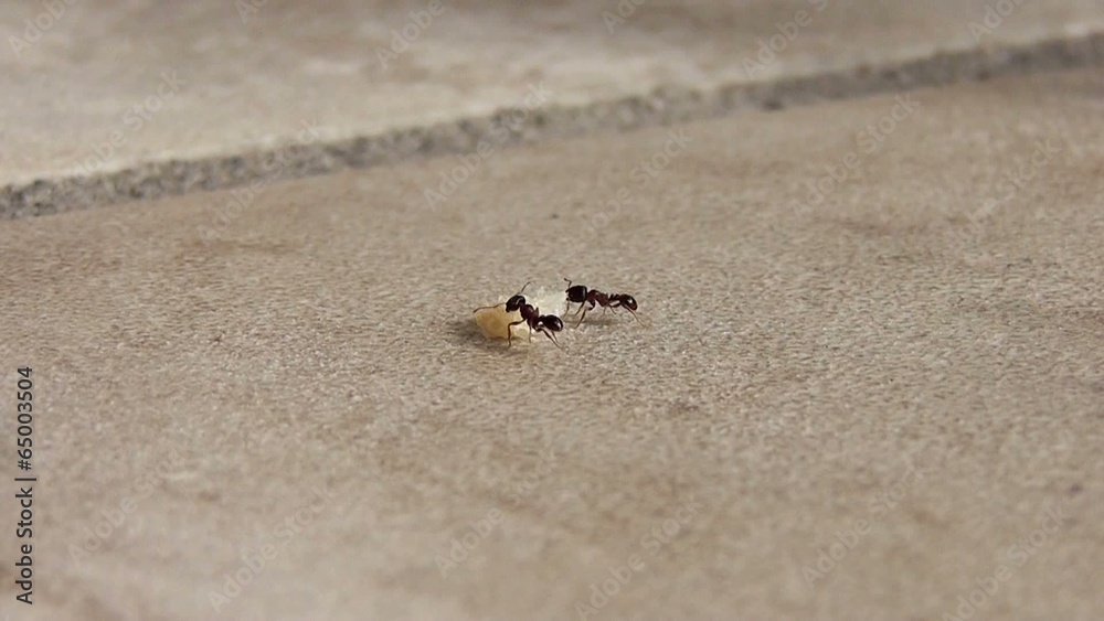 ants carrying crumbs away ants carrying crumbs away
