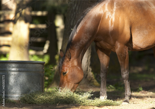 Horse eats straw on the ground.