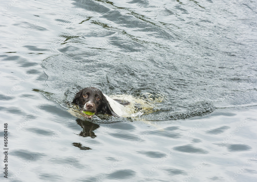 Fototapeta premium Spriger spaniel swiming