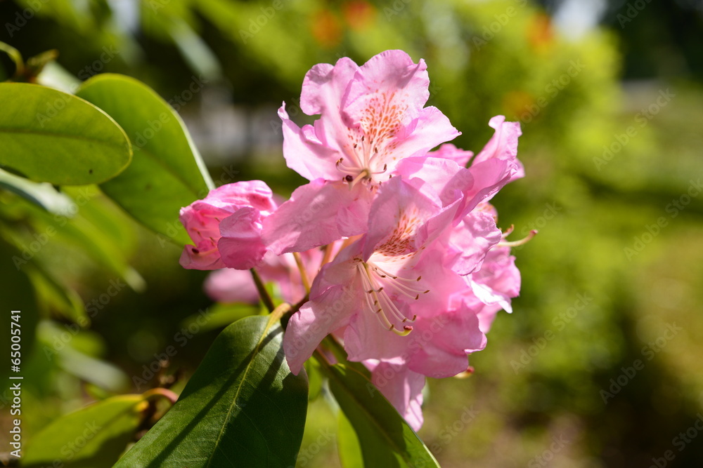 Obraz premium Rhododendron flower