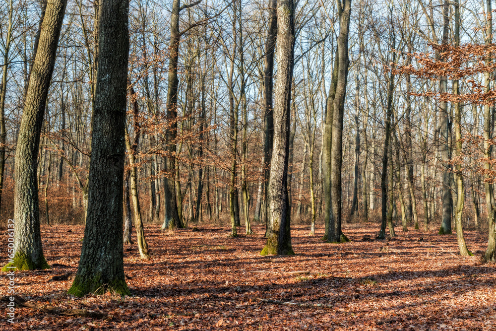 Sunny forest Sunny forest
