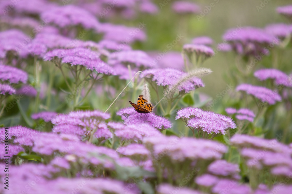 The image of beautiful nature The image of beautiful nature