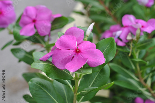 petunia