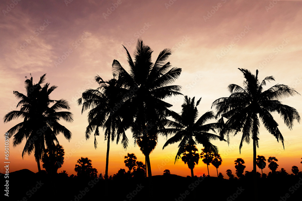 Coconut tree on twilight time