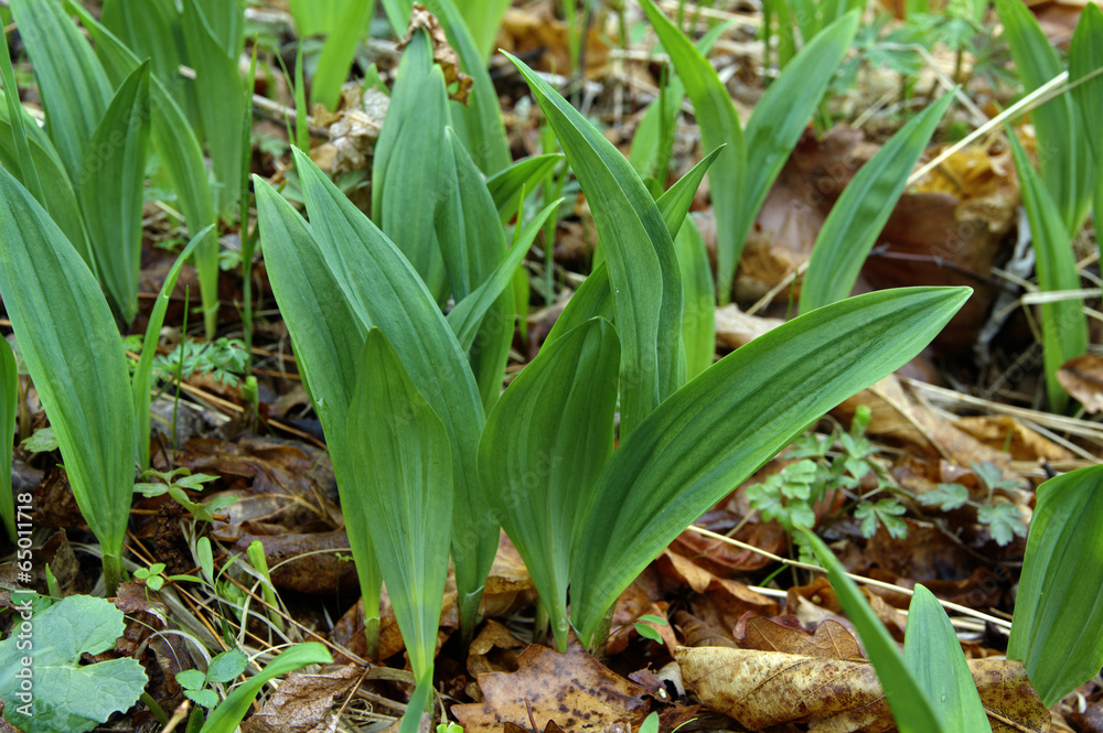 Obraz premium Wild garlic in spring forest