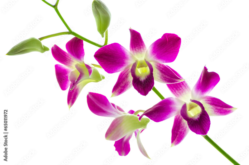 Orchind isolated white background Orchind isolated white background
