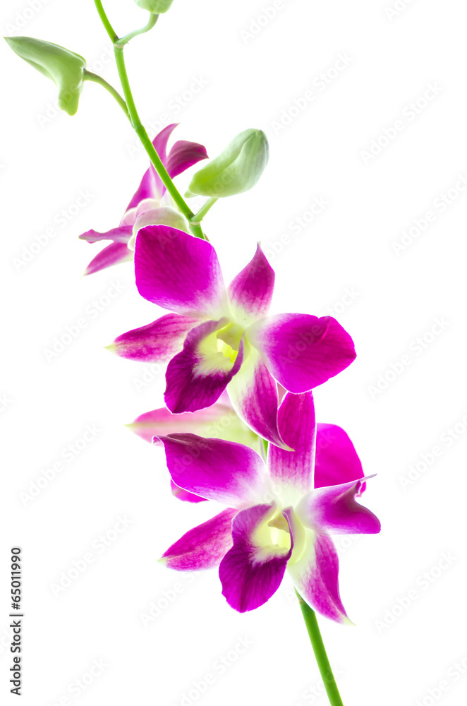 Orchind isolated white background Orchind isolated white background