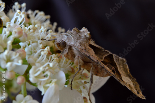 Angle Shades Moth (Phlogophora meticulosa) photo