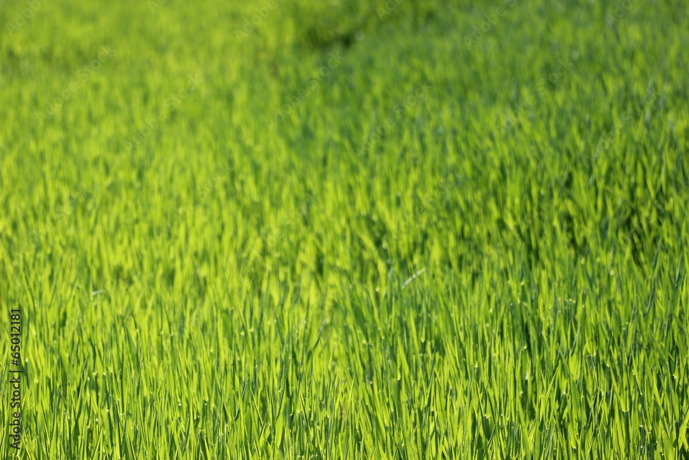 Flat grass field