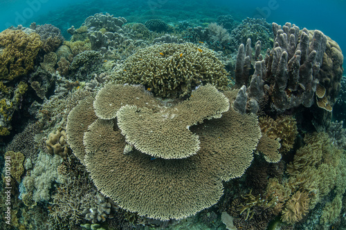 Diverse Coral Reef 7