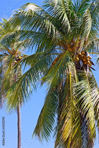Coconut palm trees against blue sky. © avmedved