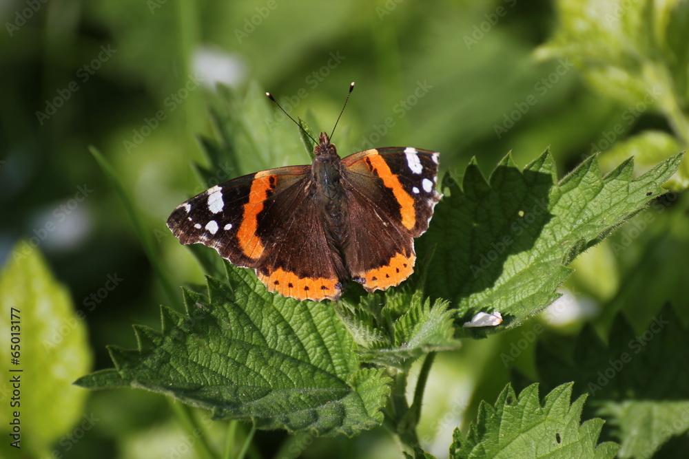 Red Admiral (Vanessa atalanta) sitting on nettles. Red Admiral (Vanessa atalanta) sitting on nettles.