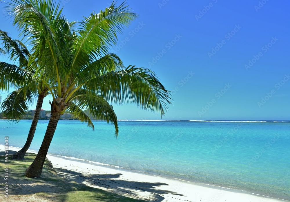 Palm Trees and the Beach