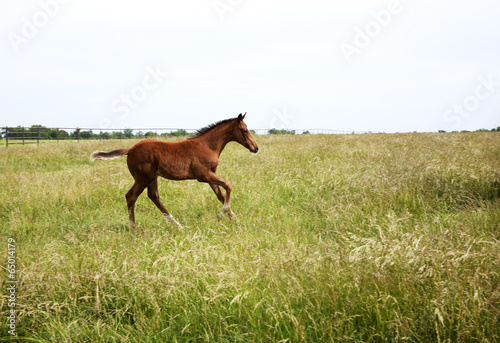 Horizontal  color image foal running on the field.
