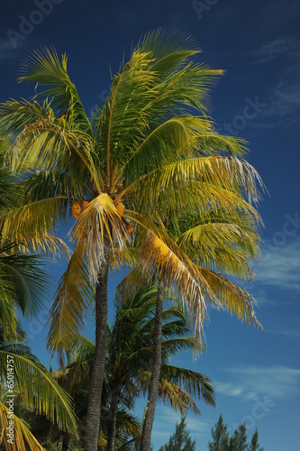 Wallpaper Mural Coconut palm trees at empty tropical beach of Bahamas Torontodigital.ca