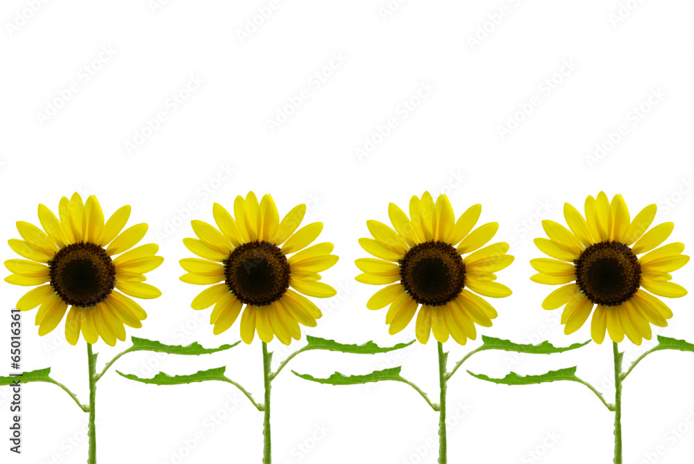 Obraz premium sunflower