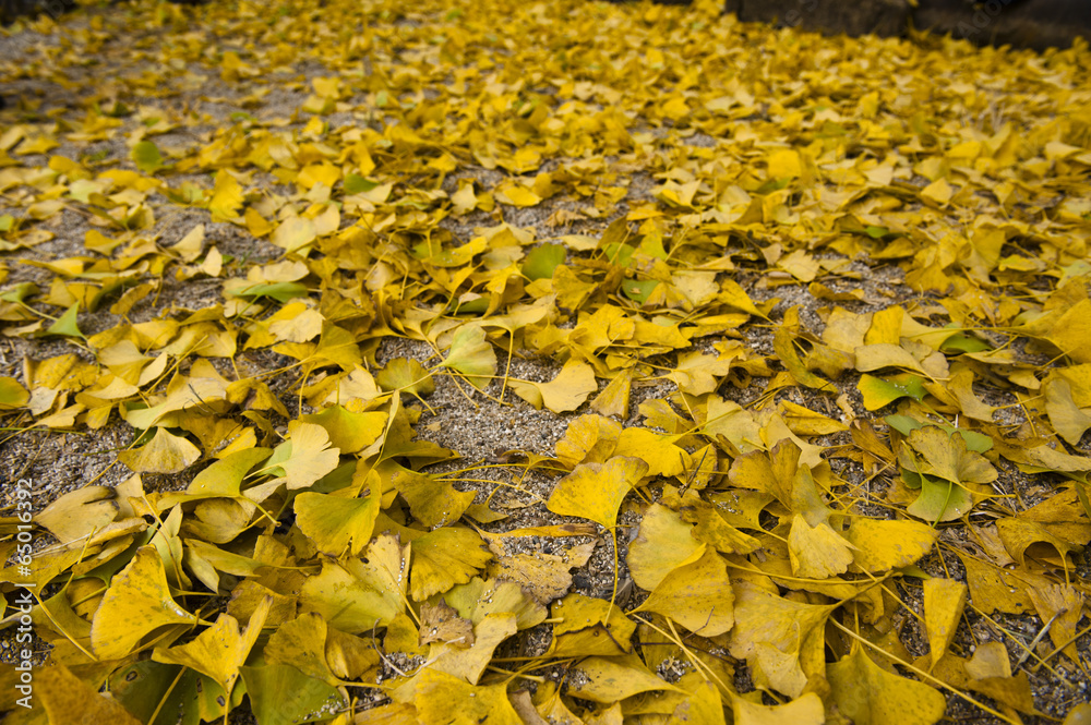 Obraz premium The image of landscape