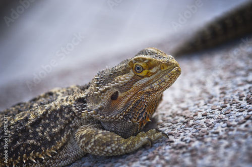 Foto The image of animal