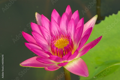 Lotus Close up
