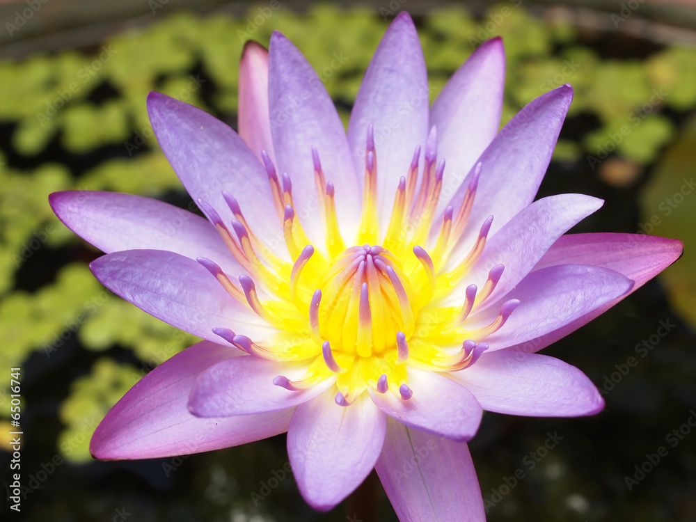 Closeup of Purple Lotus flower Closeup of Purple Lotus flower