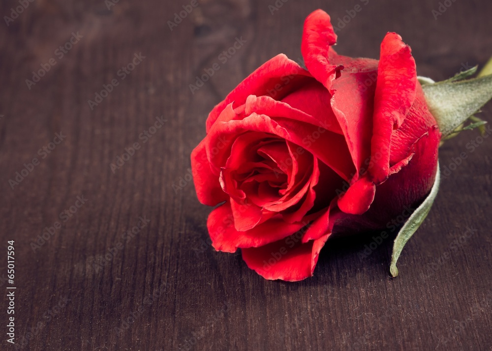 red rose on old wood, old style, background,love concept red rose on old wood, old style, background,love concept