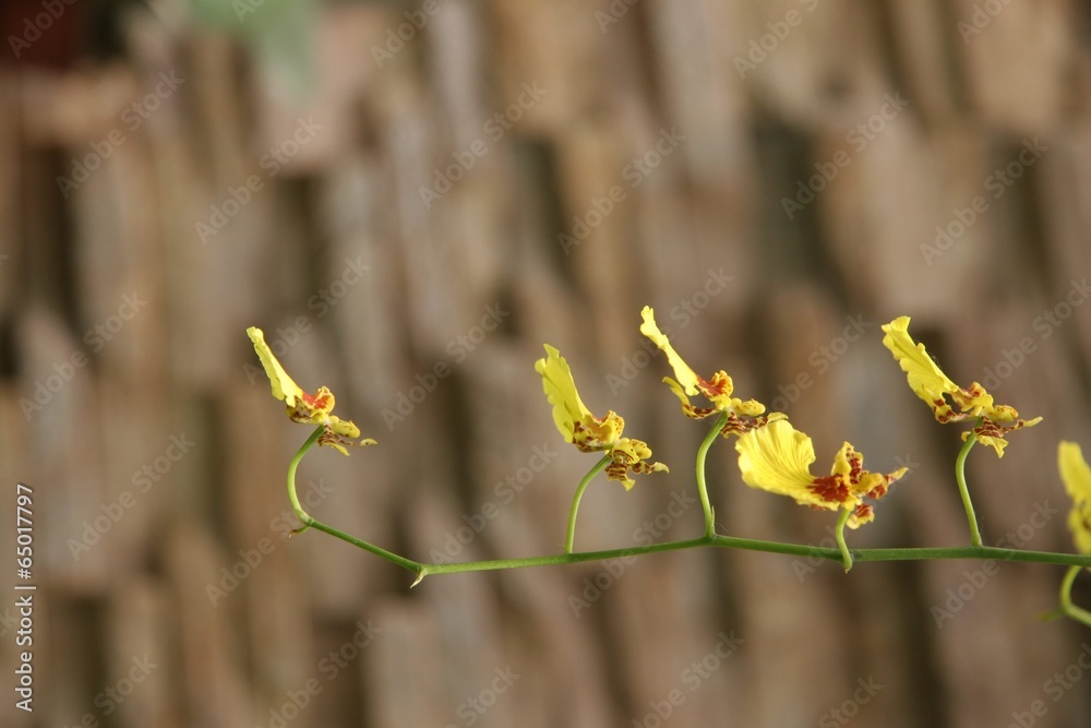 The image of beautiful nature in Asia