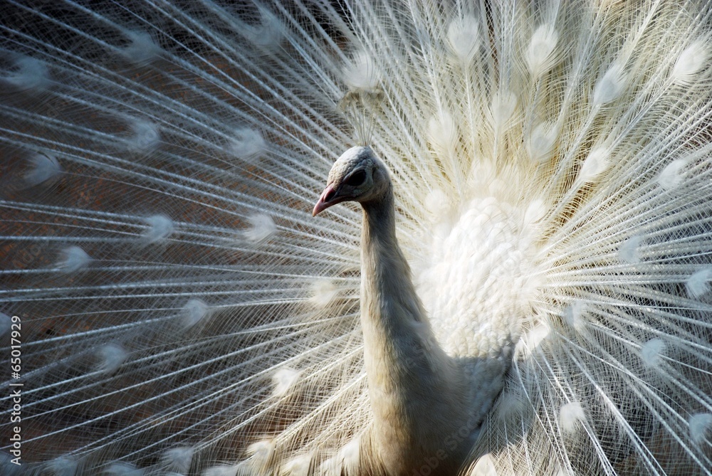 Fototapeta premium The image of zoo in Shanghai of China,Asia