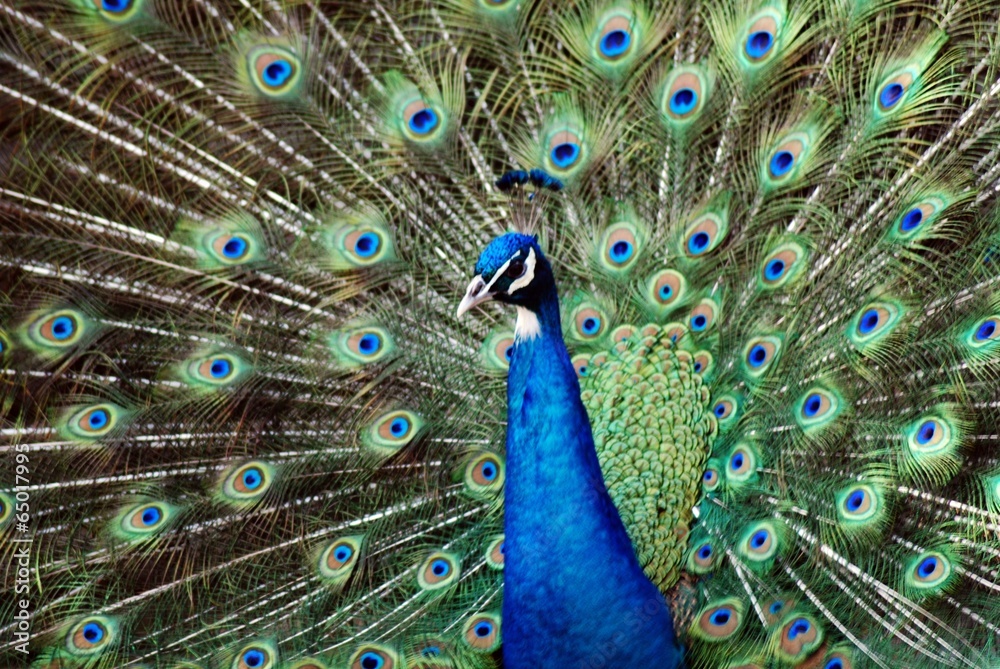 Obraz premium The image of zoo in Shanghai of China,Asia