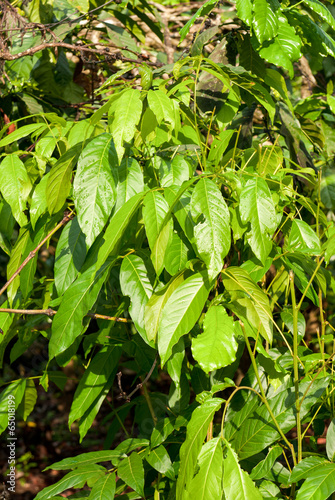 A Coffee plant in a plantation