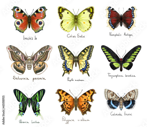 Butterflys. Watercolor imitation. © spline_x