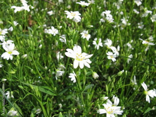 Große Sternmiere mit Blüten, Stellaria holostea