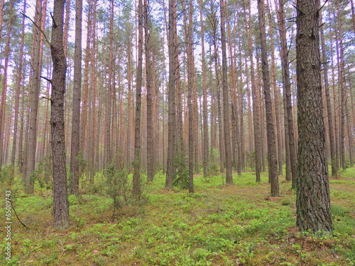 Утро в сосновом лесу. Беларусь