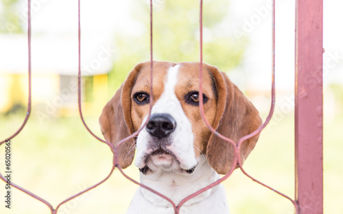 Obraz na plátně Dog Looking Through the Gate -  Beagle