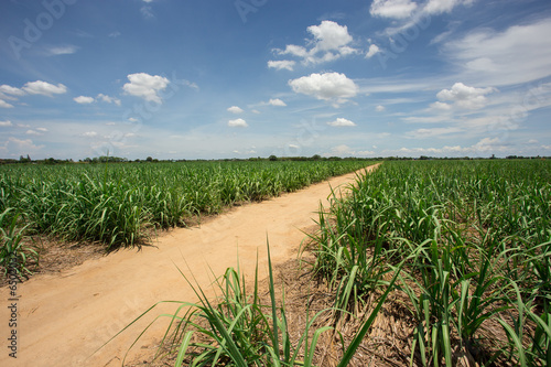 sugarcane farm with blue sky
