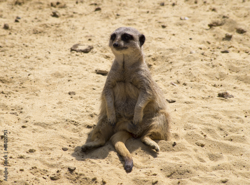 Fototapeta premium Meerkat resting