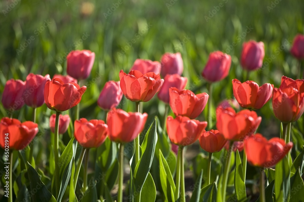 The image of beautiful nature in Asia The image of beautiful nature in Asia