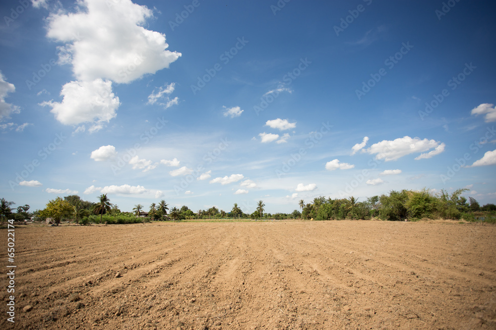 Fototapeta premium prepare plantation with blue sky