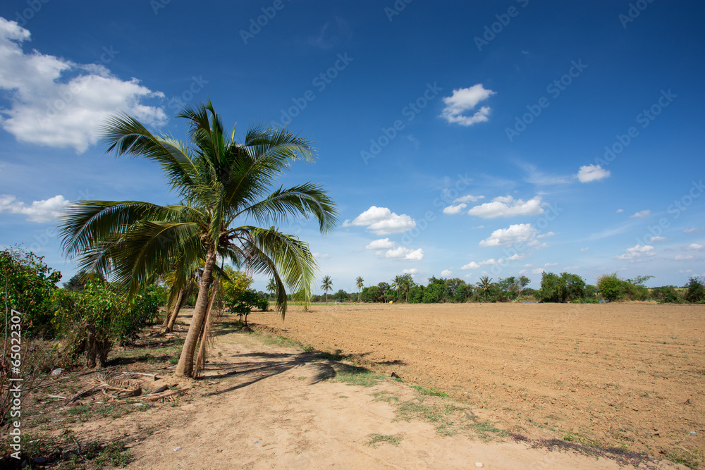 Fototapeta premium prepare plantation with blue sky