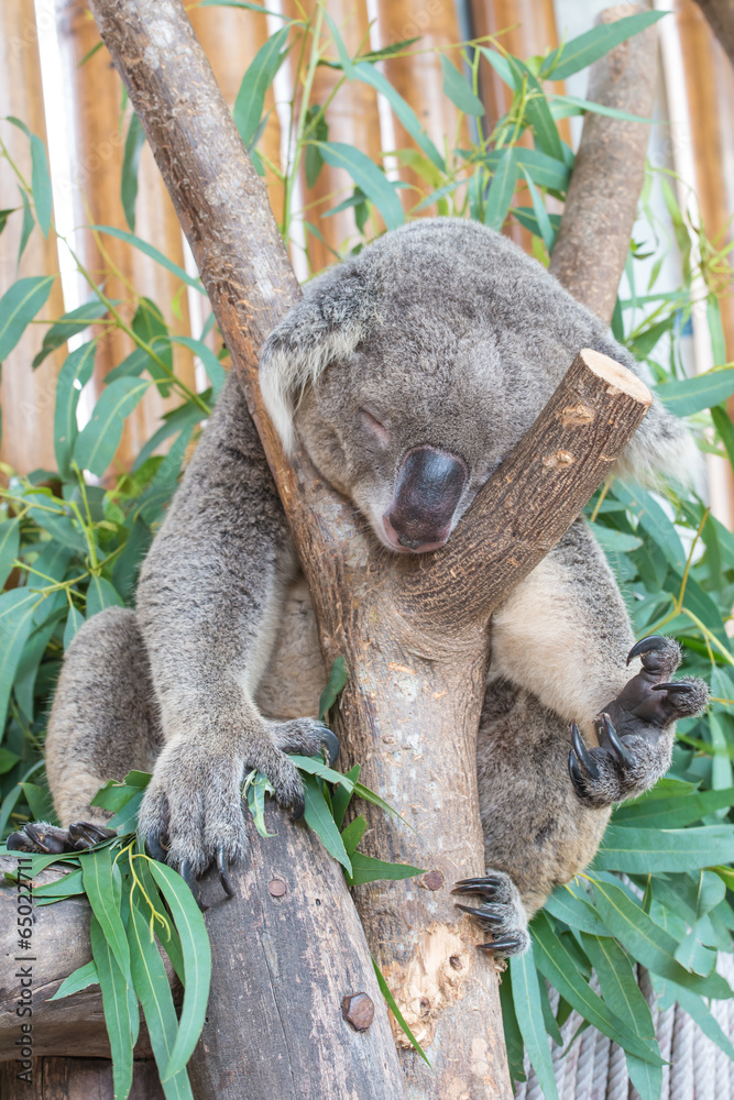 Fototapeta premium Koala bear sleeping in the tree branches