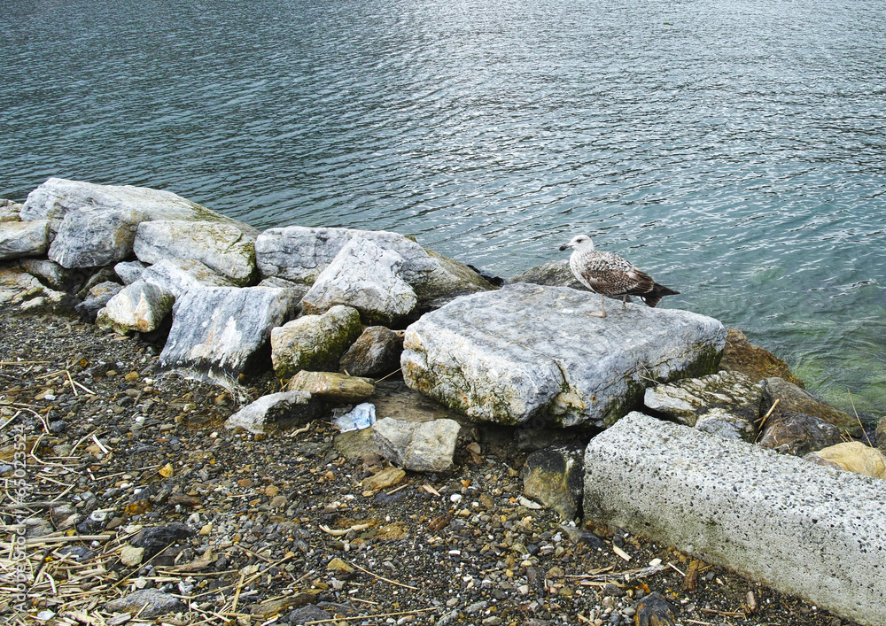 Obraz premium seagull