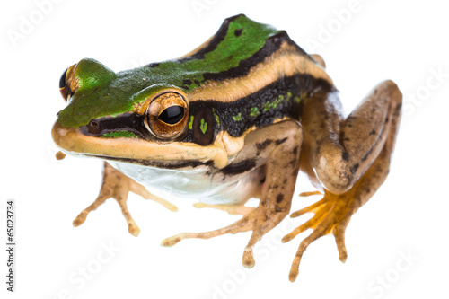 Φωτογραφία Asian common green frog