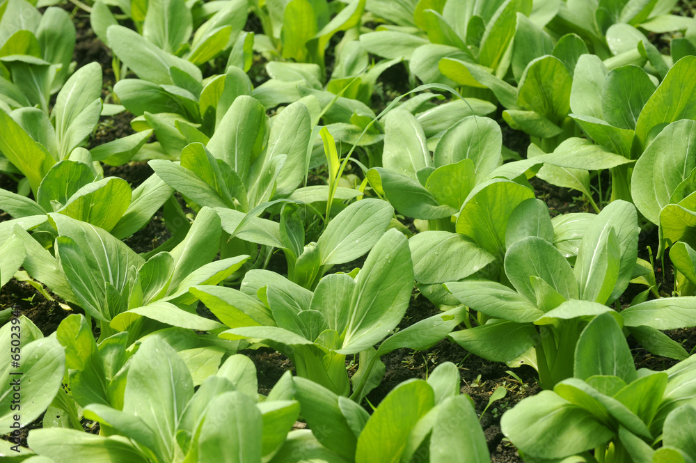 Obraz premium Plastic greenhouse